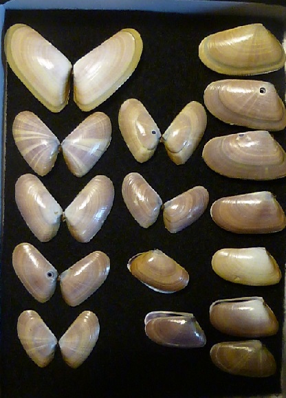 Donax trunculus ? S� !